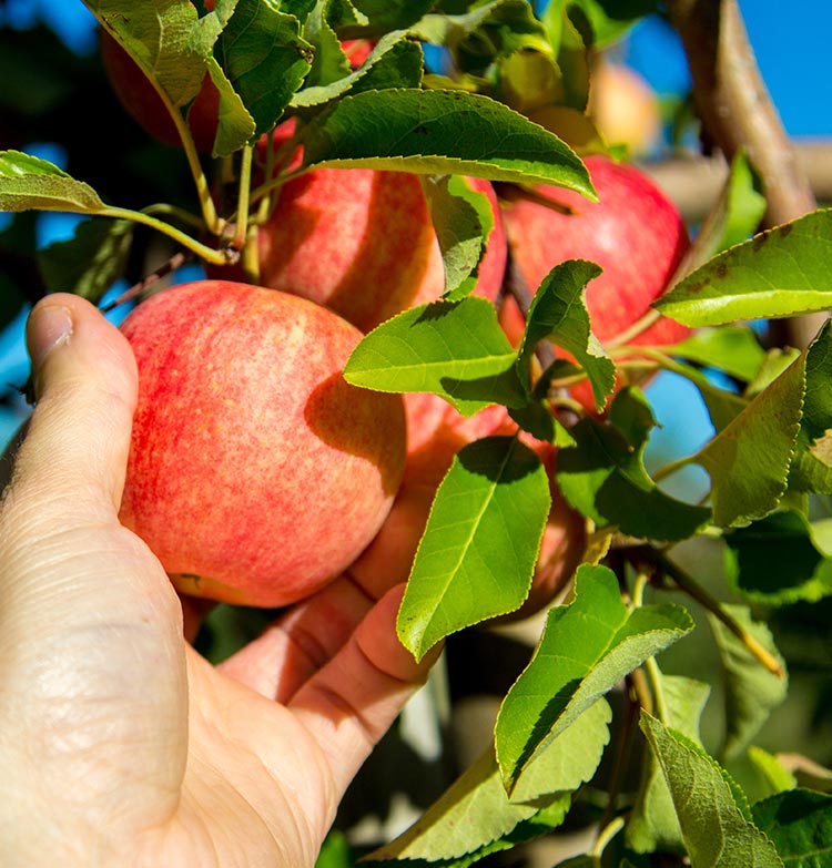 Hand picking apple